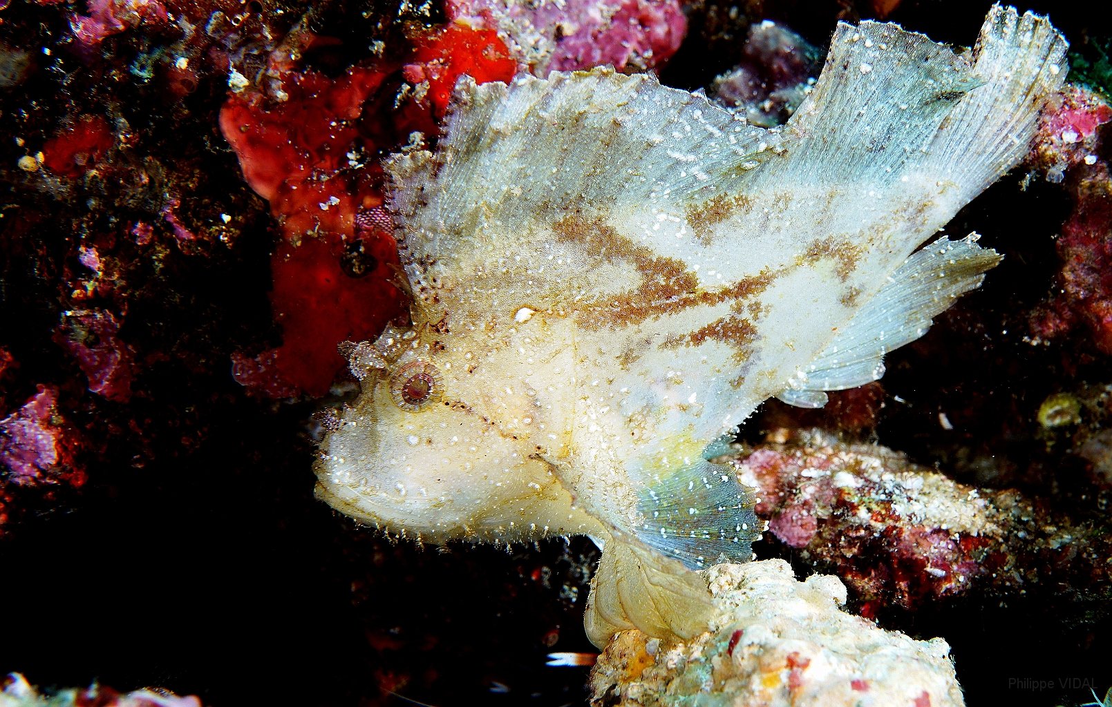 Banda Sea 2018 - DSC05997_rc - Leaf Scorpionfish - Poisson feuille - Taenianotus triacanthus.jpg